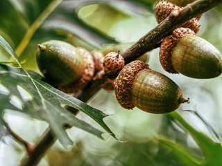Charming Acorn