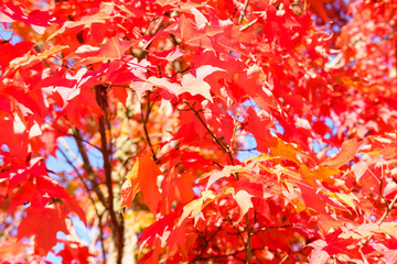 Red maple leaves background.