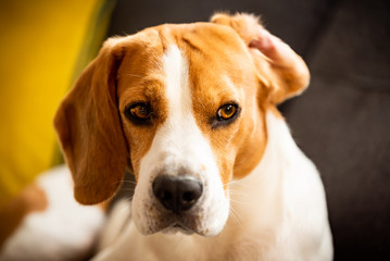 Beagle dog with one ear flipped up on sofa indoors