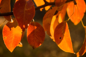 yellow, red, orange autumn leaves of a pear tree in the rays of the bright morning sun.