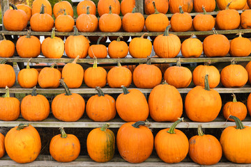 Rows of Orange Pumpkins On Display at a Farm, Thanksgiving Pumpkin Season