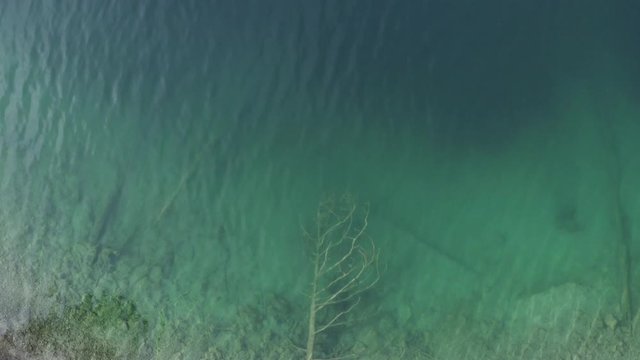 Baum im klaren Wasser