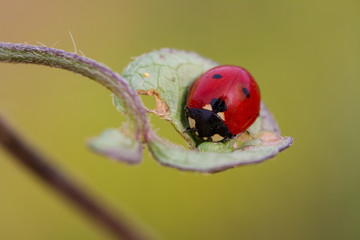 ladybug on green leaf