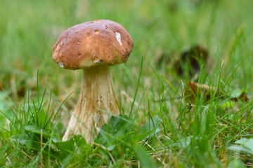 cèpe sur la pelouse pour une cueillette d'automne