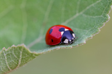 Ladybug on leaf, closeup