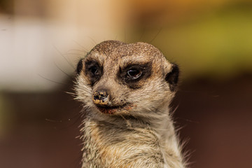 Fototapeta premium a meerkat watching over its enclosure from a rock