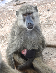 Baboon mother with tiny nursing baby.. Closeup.  