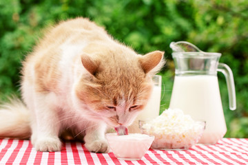 Fototapeta na wymiar Red cat eats sour cream on a table