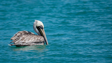 A Brown Pelican floating in the blue ocean.