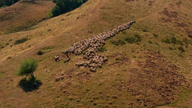 The Flight Above A Flock Of Sheep On The Beautiful Mountain Field, autumn, 4k