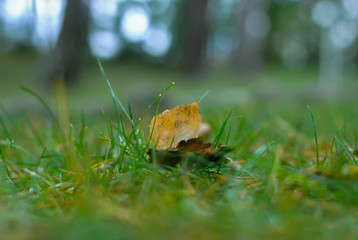 leaf on moss