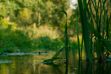 Stream in the forest