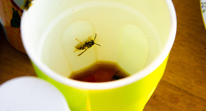 Wasp insects on a yellow glass. Insect bites, insect allergy