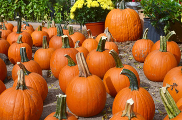Bright orange fall pumpkins for sale at a local farm stand.