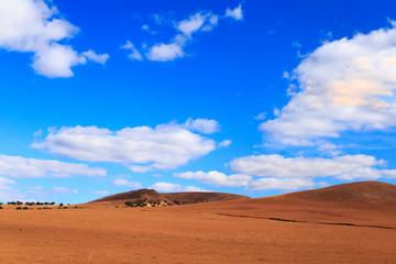 grassland and blue sky, Grazing sheep in the meadow grass.