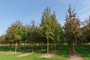 Mehlbeerbäume in der Baumschule