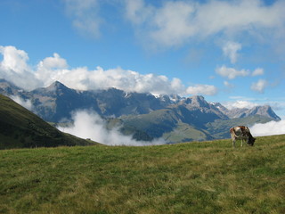 Kuh auf Wiese Bergkette im Hintergrund mit Wolken - Adelboden, Berner Oberland - Schweiz