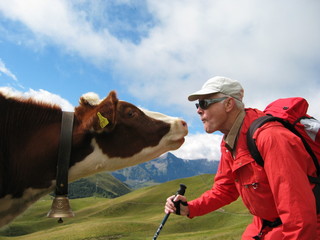 Tierliebe - schweizer Kuh küsst Mann/Wanderer - Adelboden, Berner Oberland - Schweiz