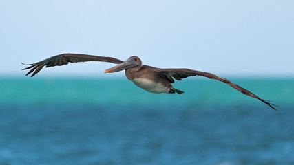A juvenile Brown Pelican in flight.