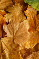 Dry maple leaf covered in raindrops. Top view. Macro shot