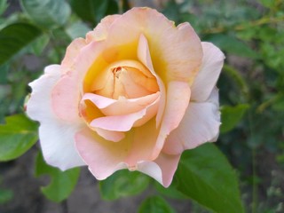 Rose, flower cream, bush in the garden summer
