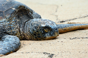Asleep on the Beach