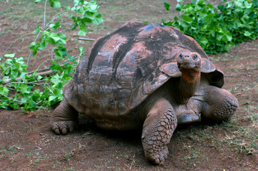 Crawling Tortoise Searches for Food