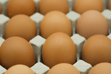 Egg, Chicken Egg in tray,closeup of fresh chicken eggs