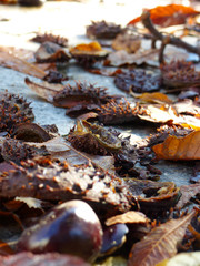 Chestnuts, prickly rind and their leaves on the ground