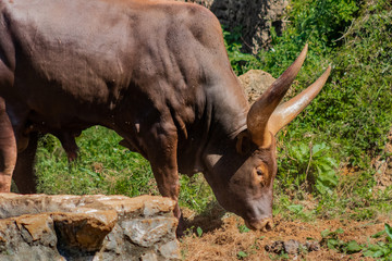 a watusi enjoying in its enclosure