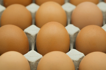 Egg, Chicken Egg in tray,closeup of fresh chicken eggs