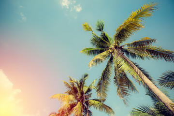 Coconut tree on blue sky. vintage filter