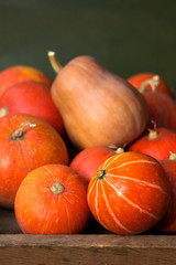 A lot of red ripe pumpkins on a old wooden green background close up, holiday halloween. Pile of ripe pumpkins. Harvest autumn wallpaper