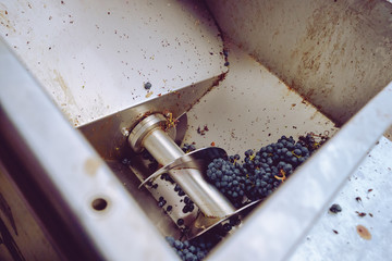 Grape squeeze machine in winery grapes processing squash mill after the harvest