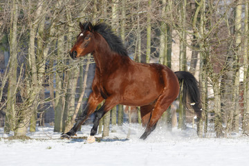 Fototapeta na wymiar Braunes Pferd galoppiert im Schnee