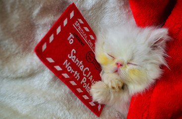 cute christmas kitten