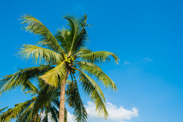 coconut tree on blue sky