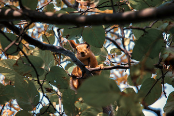 squirrel on a tree