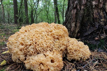 Ein Pilz wie ein Schwamm