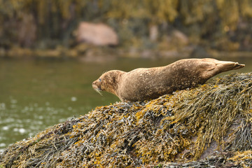 Harbour Seal (Phoca vitulina), Glengarriff, Ireland © Niall