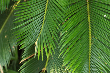 Naklejka na ściany i meble Leaf palm tree. Nature background.