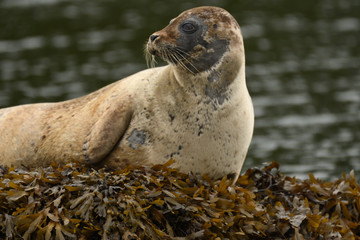 Harbour Seal (Phoca vitulina), Glengarriff, Ireland