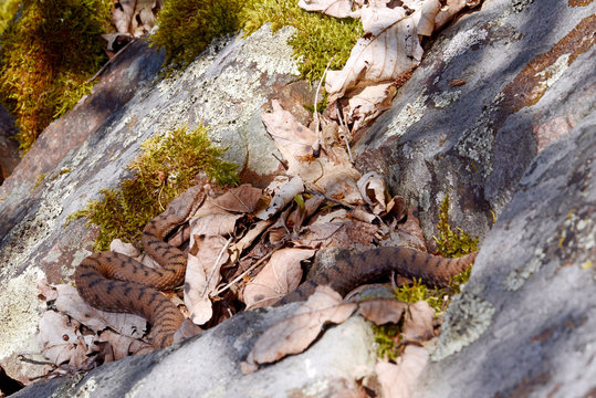 Aspisviper (Vipera aspis) im S&uuml;dschwarzwald, Deutschland - Asp viper from Germany