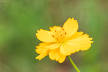 キバナコスモスの花
