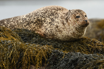 Harbour Seal (Phoca vitulina), Glengarriff, Ireland