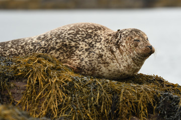 Harbour Seal (Phoca vitulina), Glengarriff, Ireland