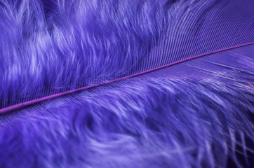 Closeup of Purple Fuzzy Down Feather