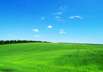 green field and blue sky