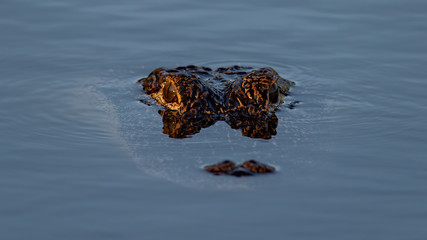 An American Alligator at sunrise.