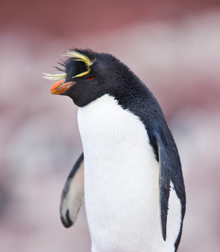 イワトビペンギン の画像 1 2 件の Stock 写真 ベクターおよびビデオ Adobe Stock